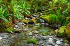 Stream on the Tutoko River Track, Fiordland National Park, South Island, New Zealand Art Print